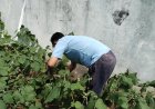 Perawatan Tanaman Terong Di Rutan Kudus, Dukung Program Ketahanan Pangan